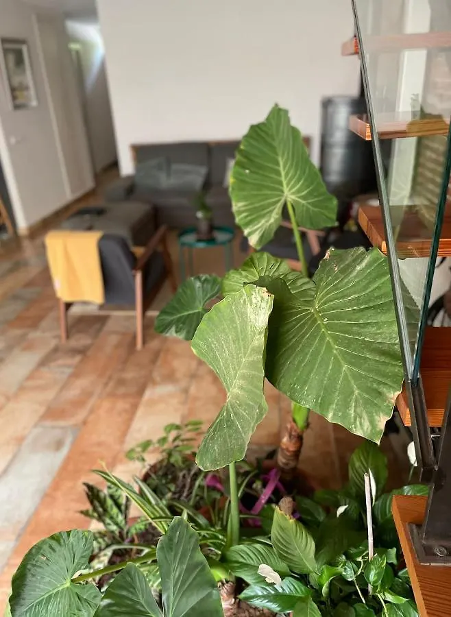 Homestay Laindustria Apartment Palamos